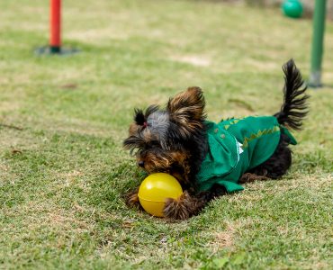 Hospedagem Pet Friendly Hospedagem Pet Friendly