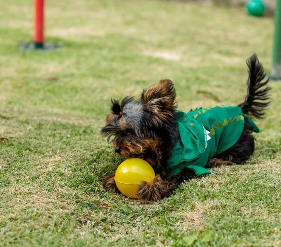 Hospedagem Pet Friendly